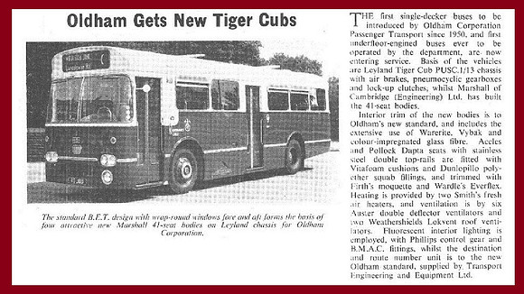New Tiger Cubs